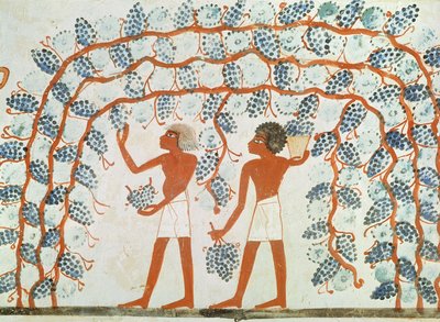 Picking Grapes, from the Tomb of Nakht by Egyptian 18th Dynasty